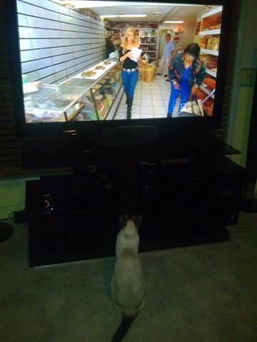 Basil cat watching TV